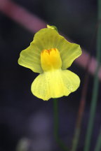 Humped Bladderwort