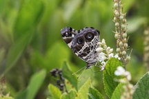 American Lady Butterfly