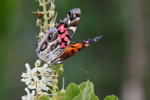 American Lady Butterfly