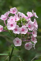 Phlox paniculata