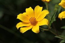 Bidens arisota