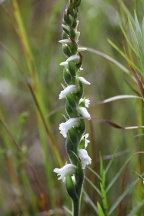 Spiranthes cernua