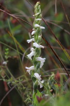 Spiranthes cernua