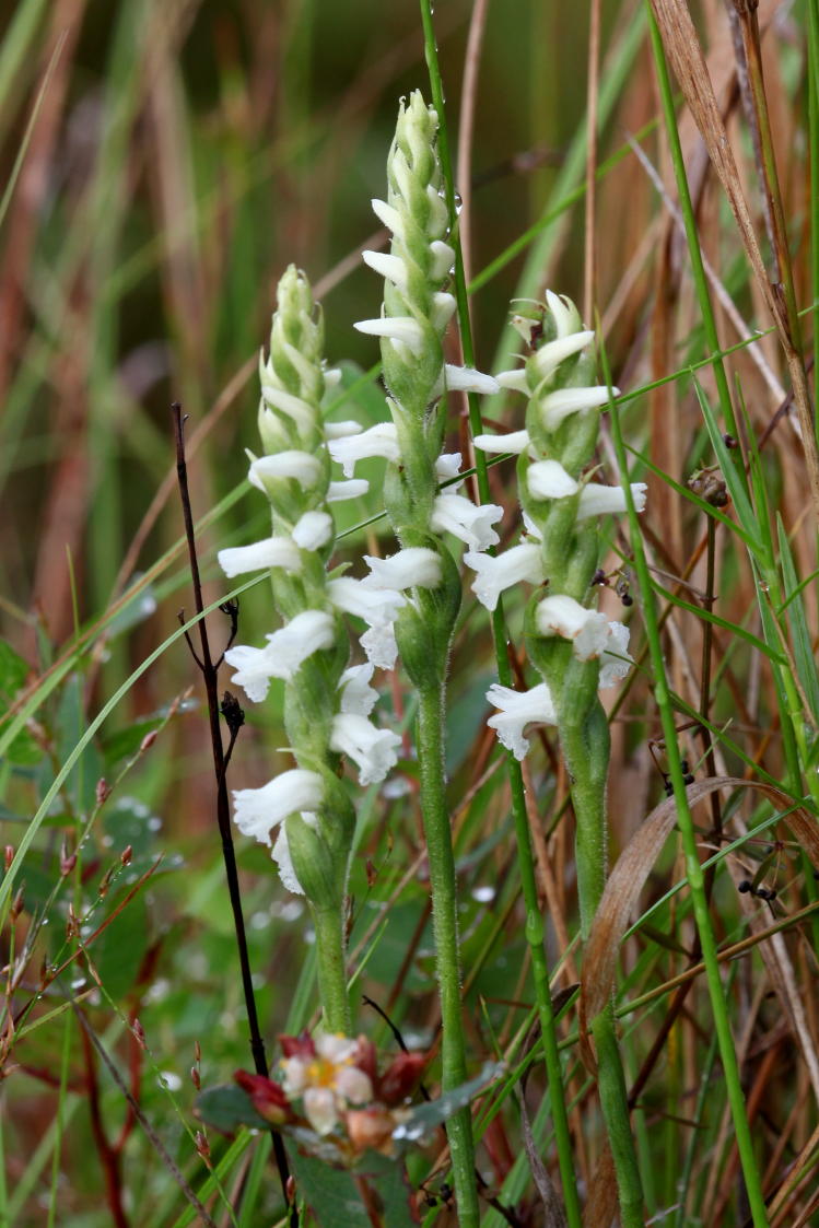 Appalachian Ladies' Tresses