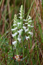 Spiranthes cernua