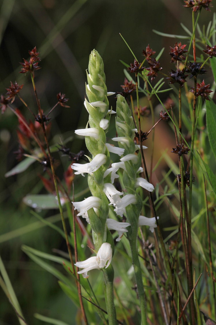 Appalachian Ladies' Tresses