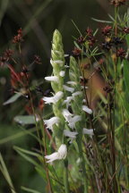 Spiranthes cernua