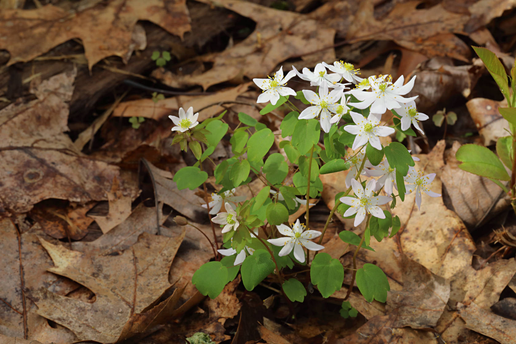 Rue Anemone