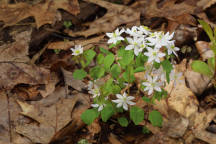 Thalictrum thalictoides