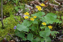 Caltha palustris