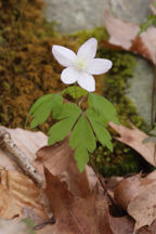 Anemone quinquefolia