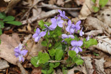 Viola conspersa