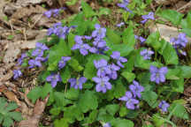 Viola sororia