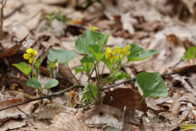 Viola pubescens var. scabriuscula