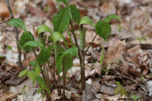 Ariasema triphyllum