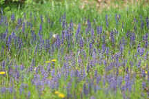 Ajuga reptans