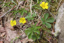 Potentilla canadensis