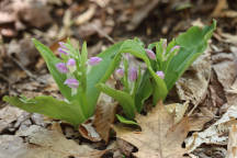 Galearis spectabilis