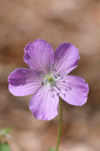 Geranium maculatum