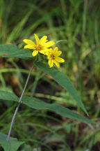 Helianthus divaricatus