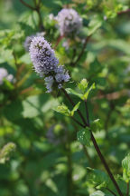 Mentha × piperita