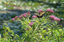 Asclepias incarnata