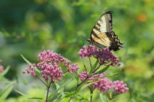 Asclepias incarnata