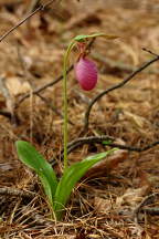 Cypripedium acaule