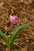 Pink Lady's Slipper