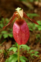 Cypripedium acaule