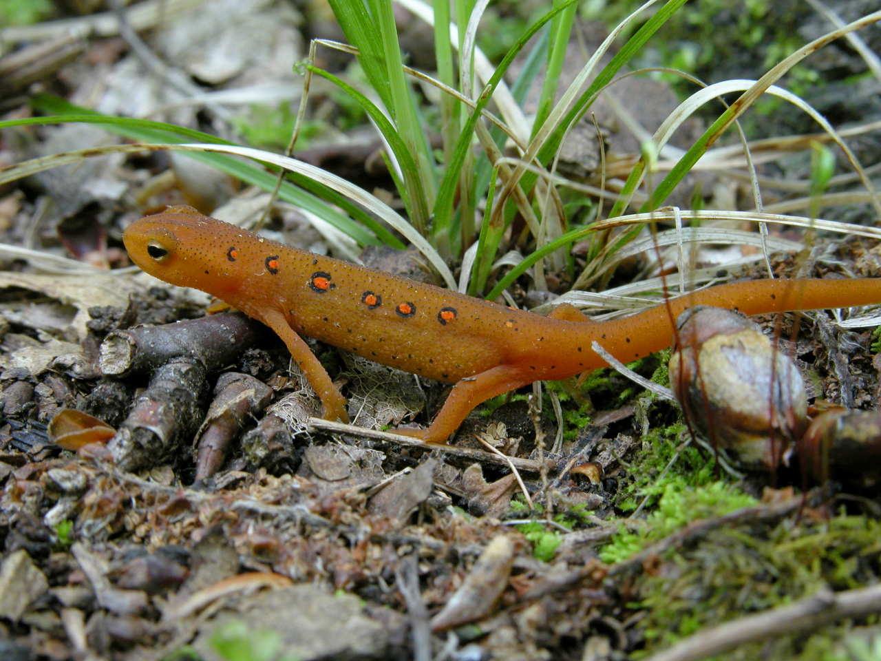 Red-Spotted Newt