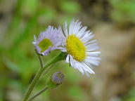 Erigeron pulchellus