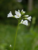 Cardamine bulbosa