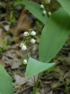 Convallaria majalis