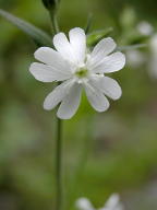 Silene latifolia