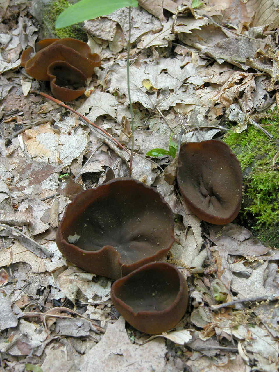 Fungus