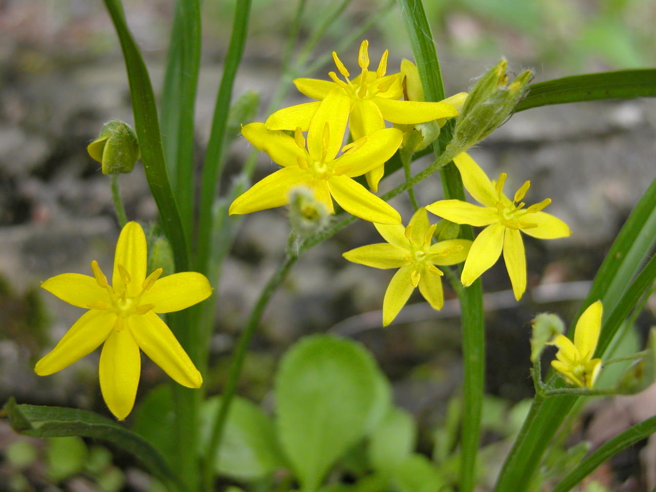 Yellow Stargrass