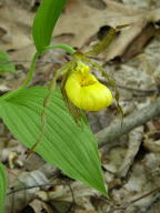 Cypripedium parviflorum var. pubescens