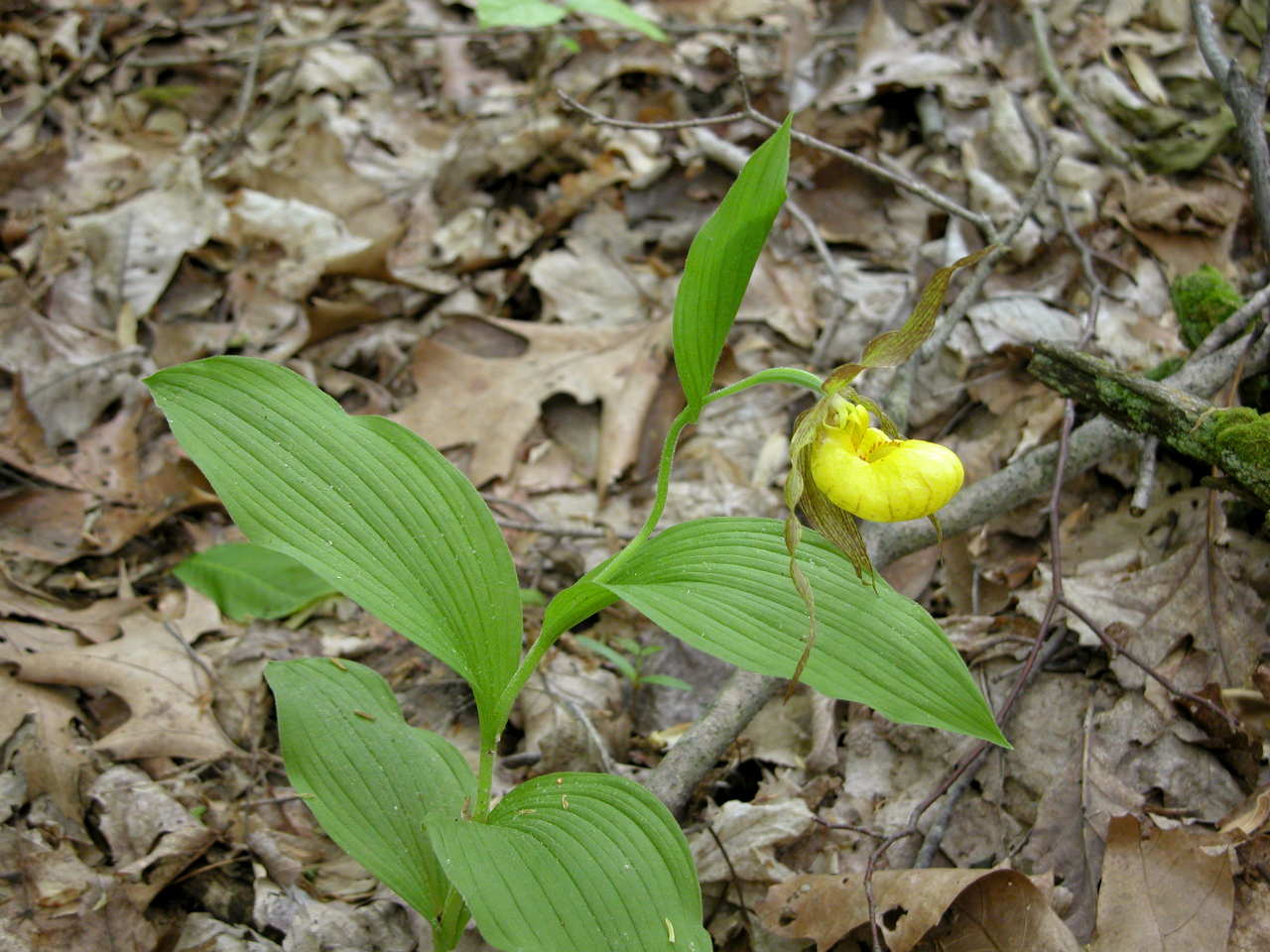 Large Yellow Lady's Slipper