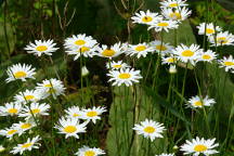 Leucanthemum vulgare