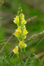 Linaria vulgaris