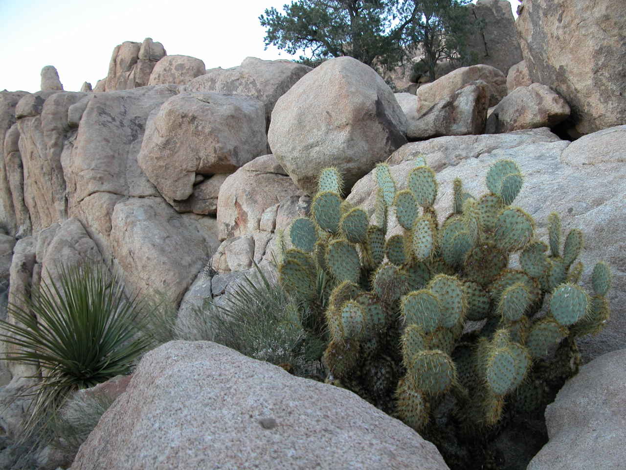 Prickly Pear Cactus