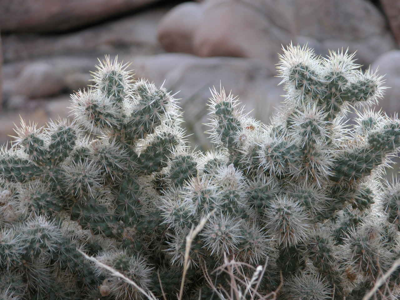 Prickly Pear Cactus