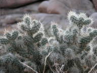 Cholla Cactus