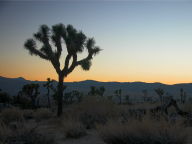 Joshua Tree National Park