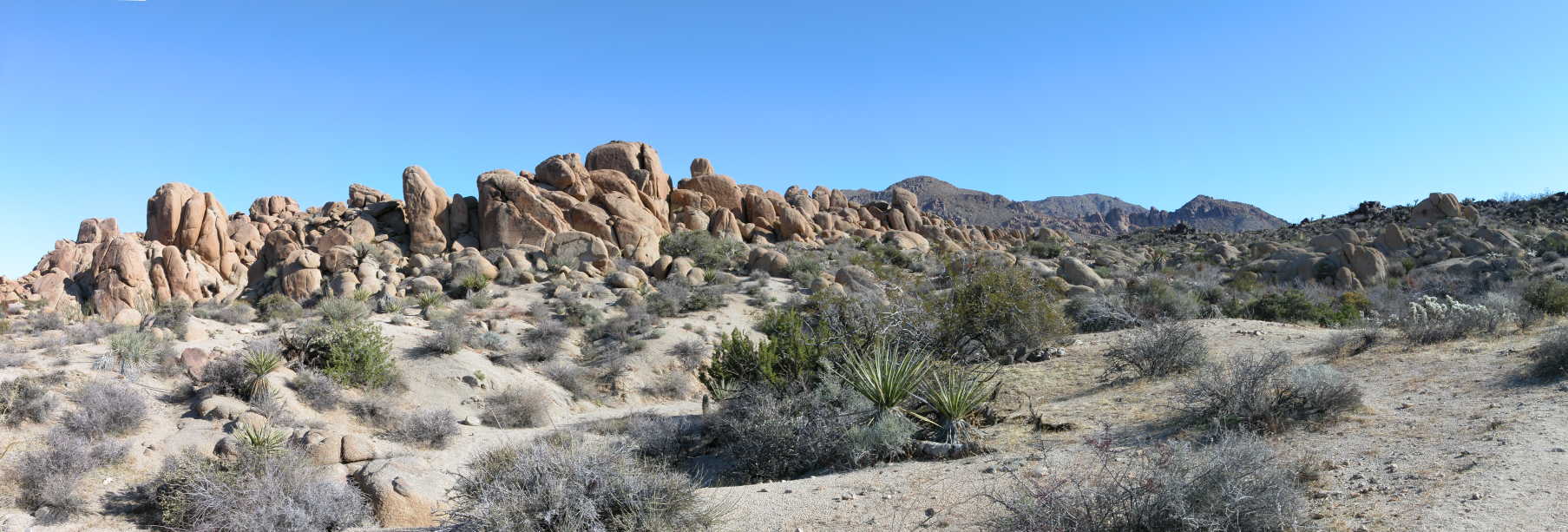 Desert Panorama