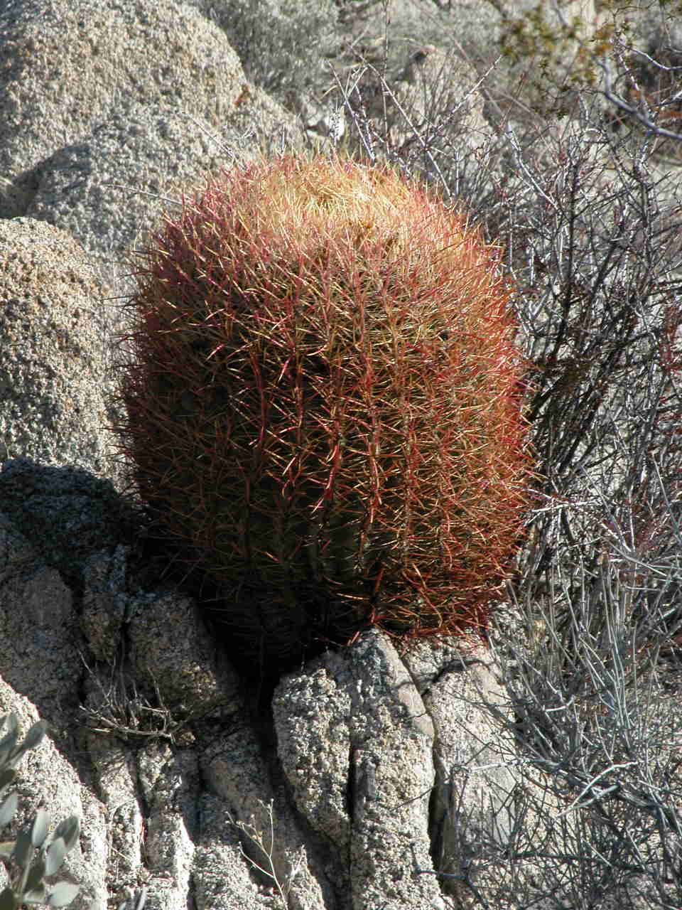 Barrel Cactus