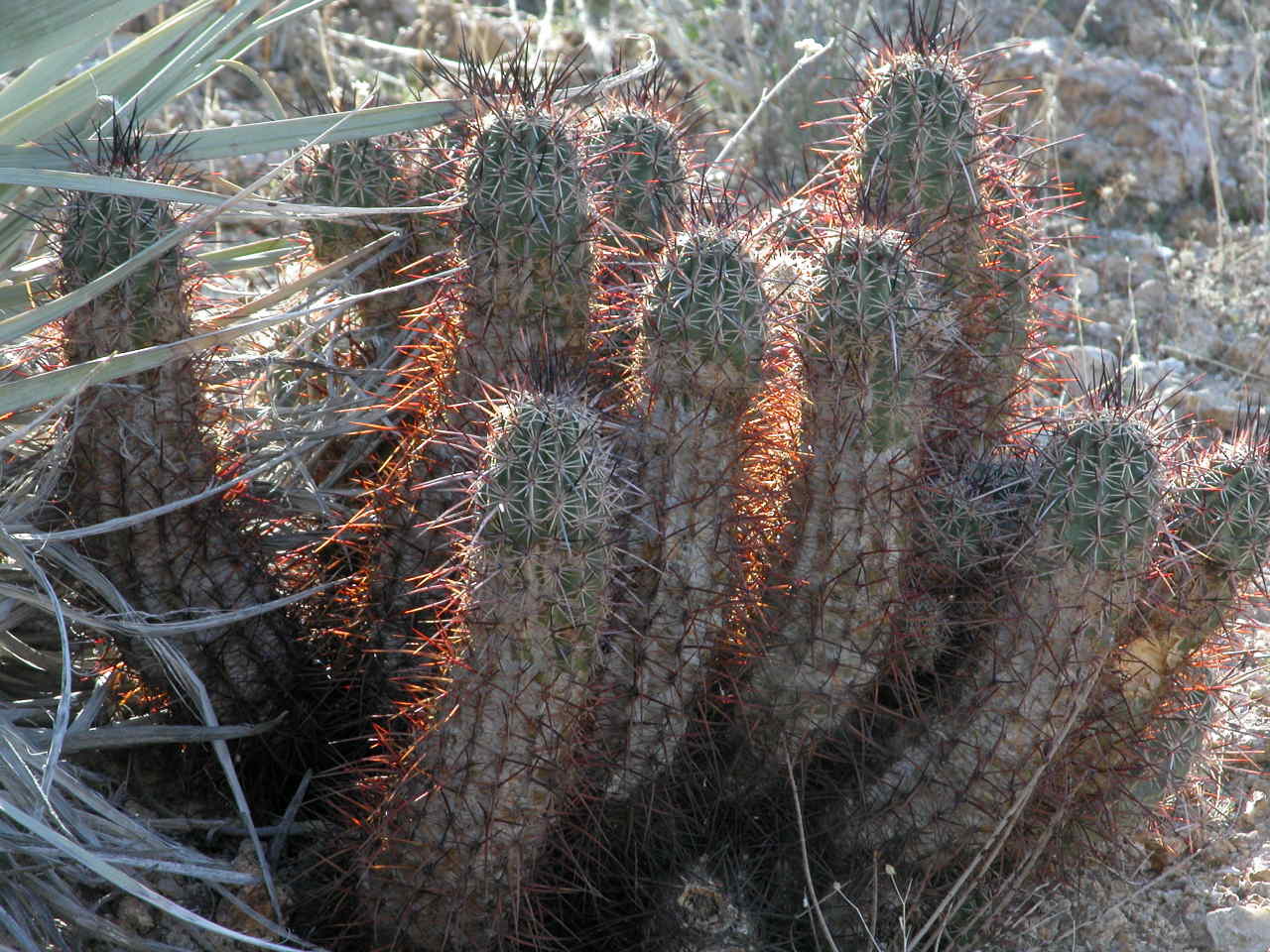 Hedgehog Cactus