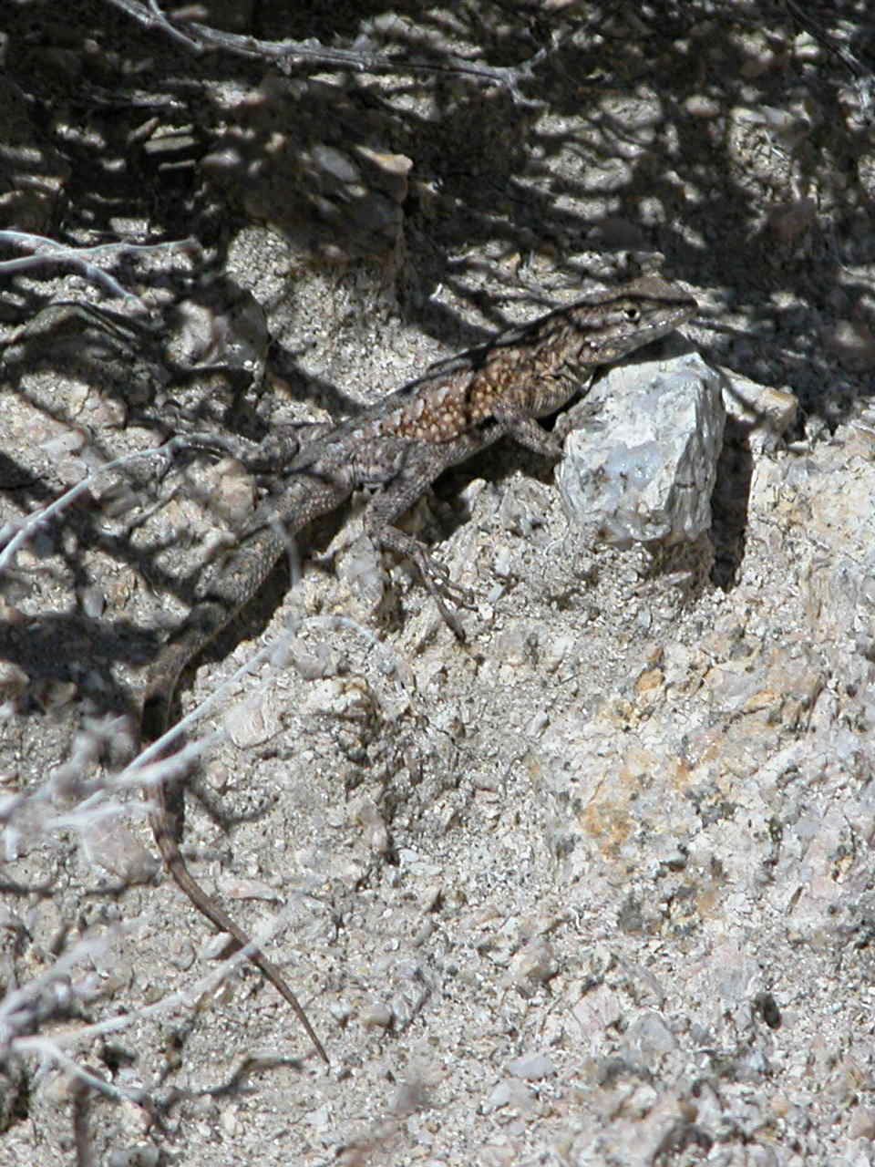 Common Side-Blotched Lizard