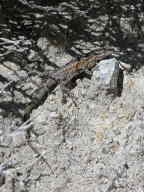 Common Side-Blotched Lizard